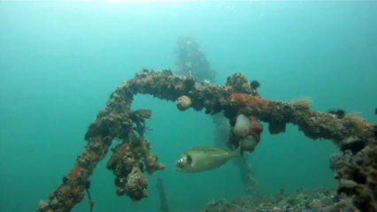 La sortie de la daurade