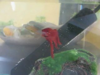 Jean-Charles - nageoires