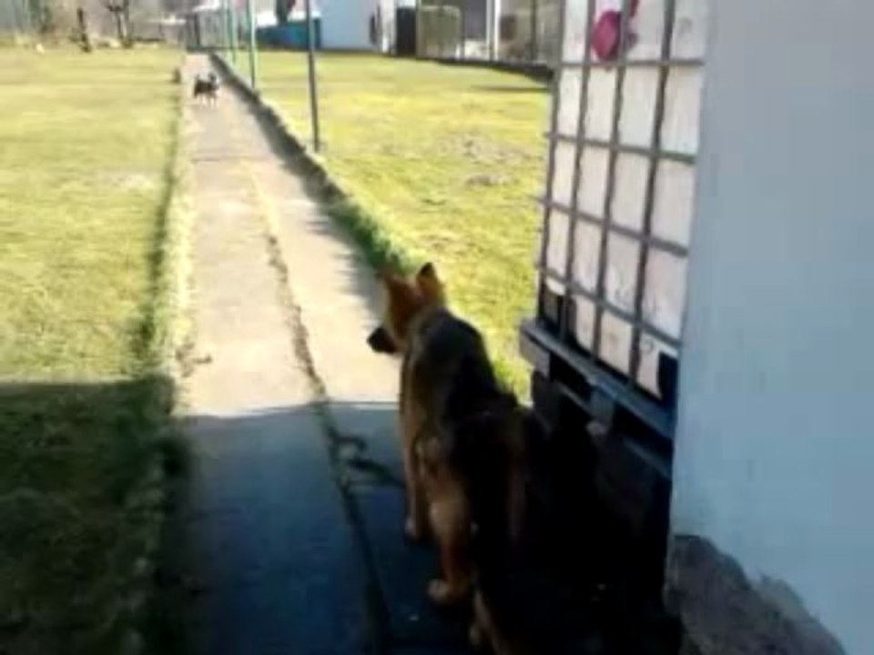Haltesse et Max, le loup et le chien!