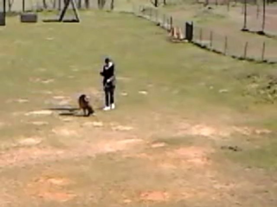 Haltesse mordant RCI