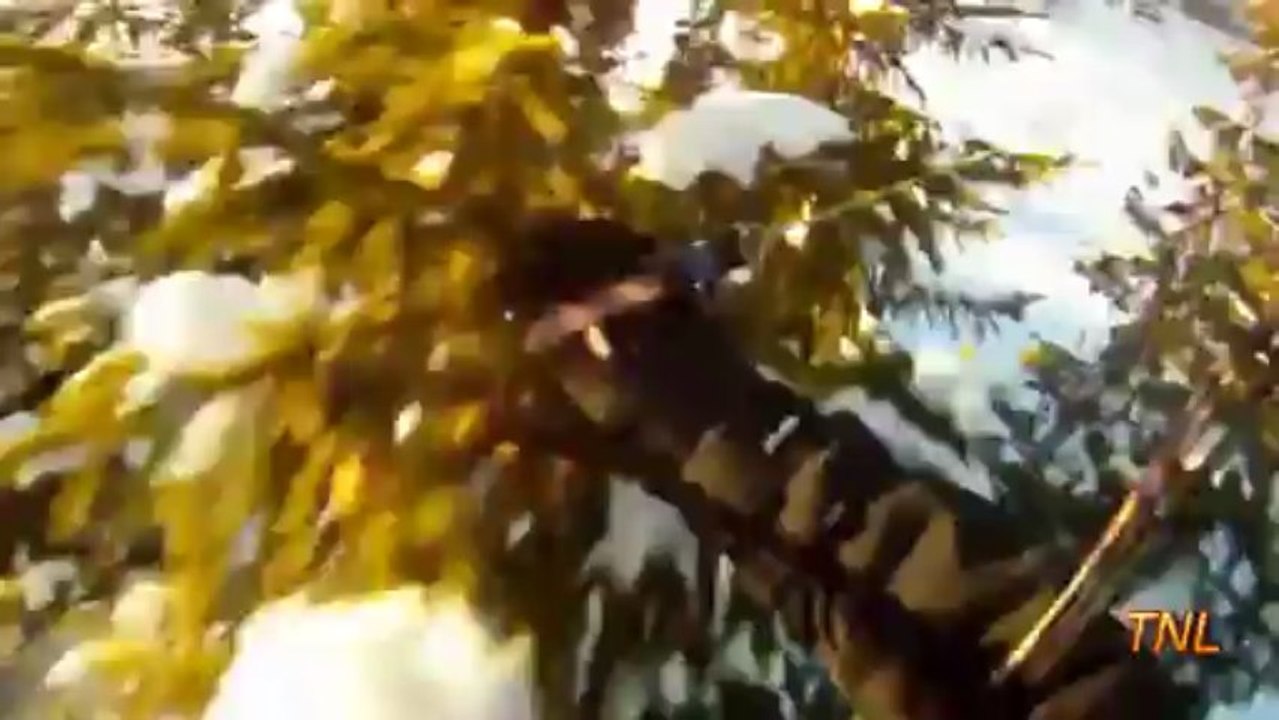 Fail Compilation March 2013 || TNL