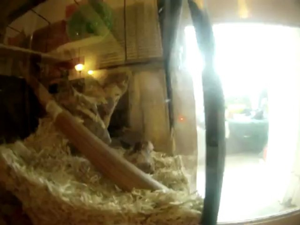 gerbille  creation du tunnel