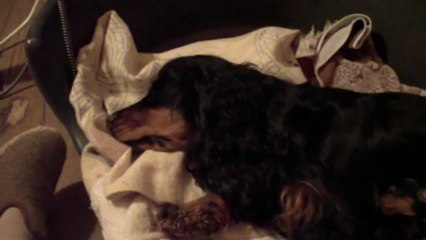 2013 04 06 Mise bas Faro 4 chiots inventaire