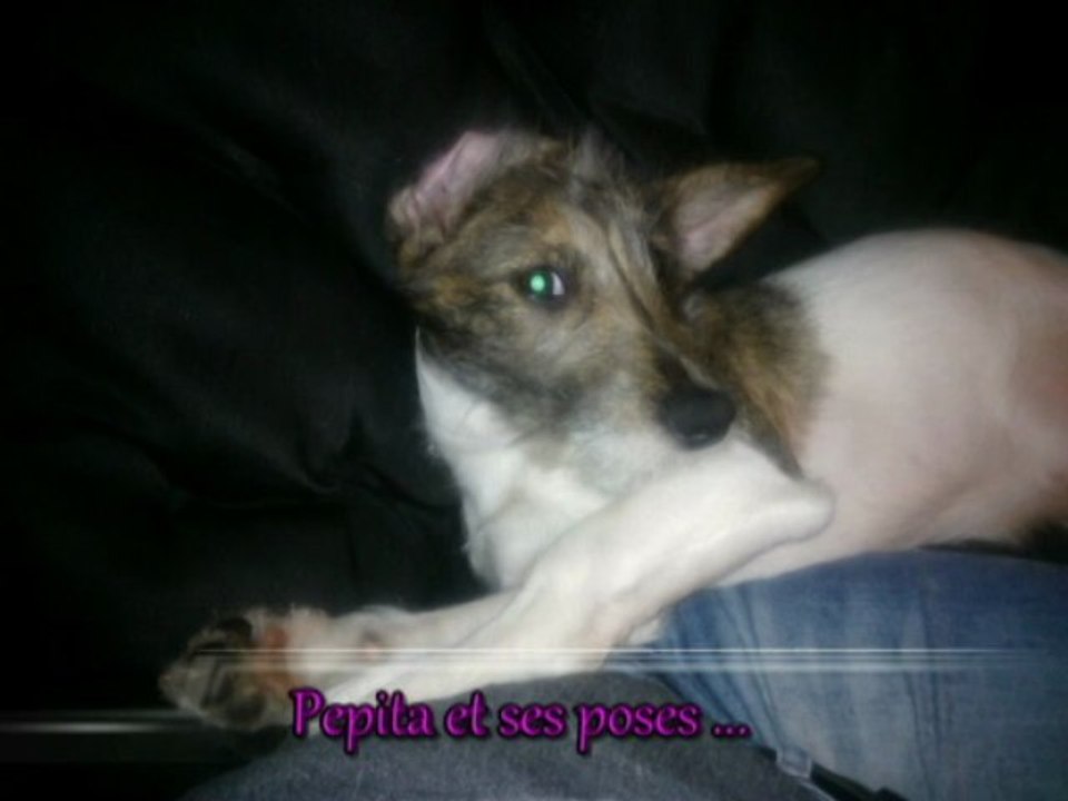 Pepita