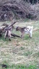 cyrano et d'artagnan en duel