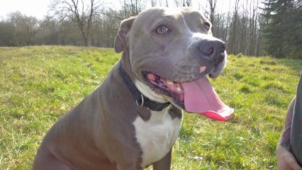 Une Vie De Chiens Et Comprend Qui Veut à la 4éme Minutes