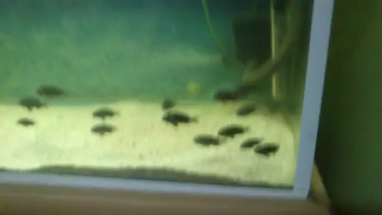 Duboisi Maswa yaruları