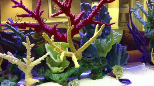 Orange Park, FL. Aquatic Care, Aquarium Maintenance 905-588-2700 Orange Park, Florida.