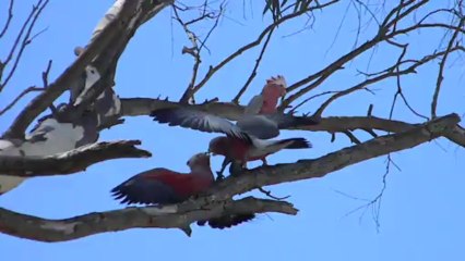 Australie V3 (perroquets)