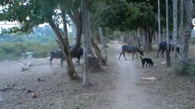 Buffles au Laos