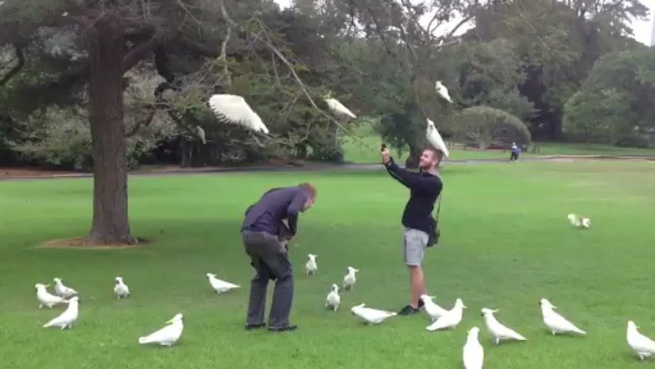 La gourmandises des perroquets briochés hummmmm
