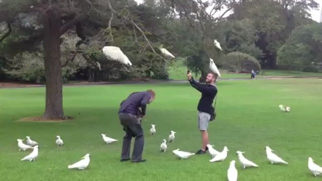 La gourmandises des perroquets briochés hummmmm