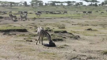 Voyage Tanzanie : Naissance d'un Zébron | Meltour