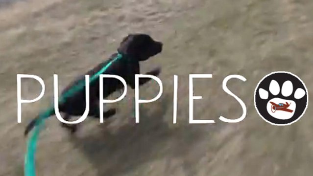 A Heartwarming Story About Pilots n Paws Saving Puppies