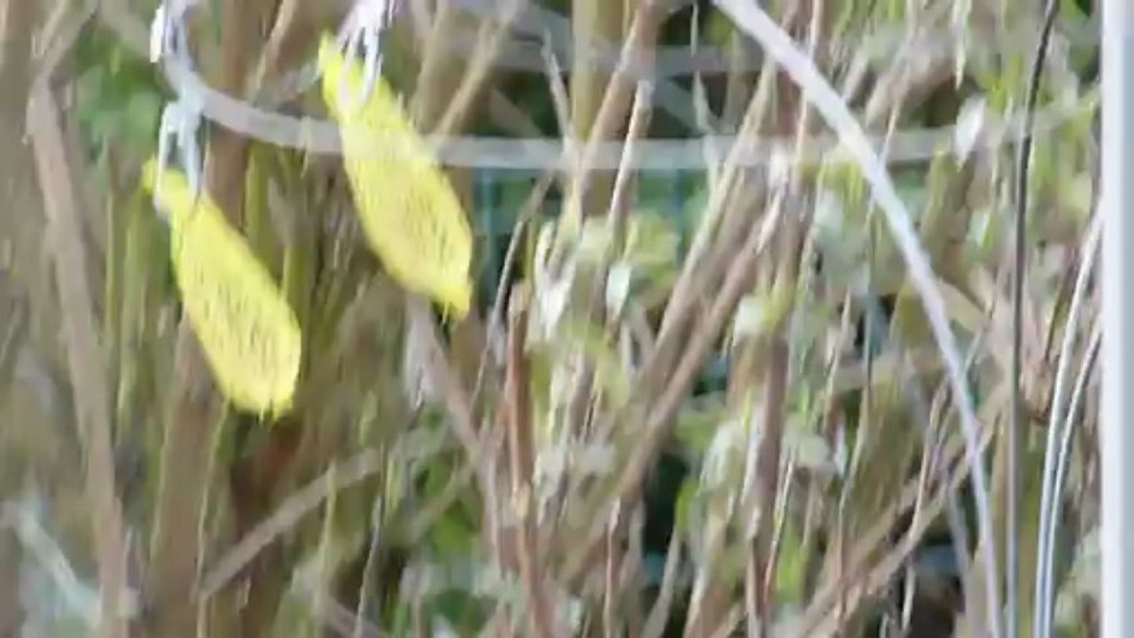 les oiseaux de mon jardin