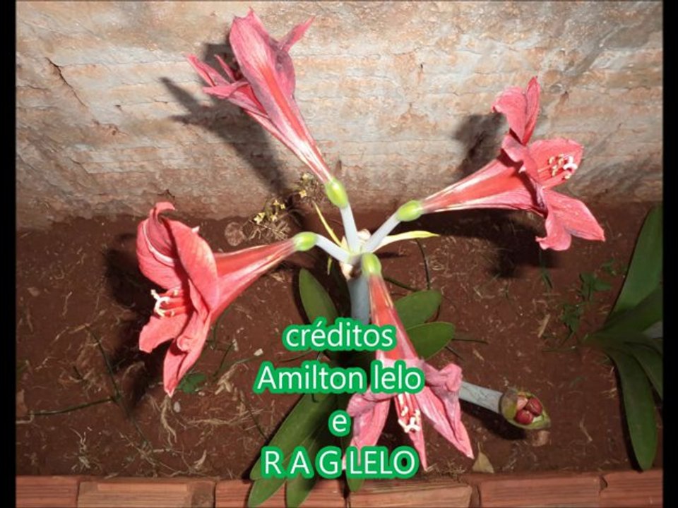 Amilton lelo  Sou o mais infeliz do mundo