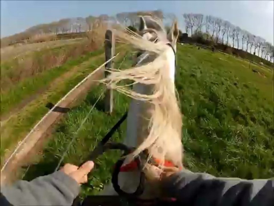 Essaie d'un cheval Espagnol