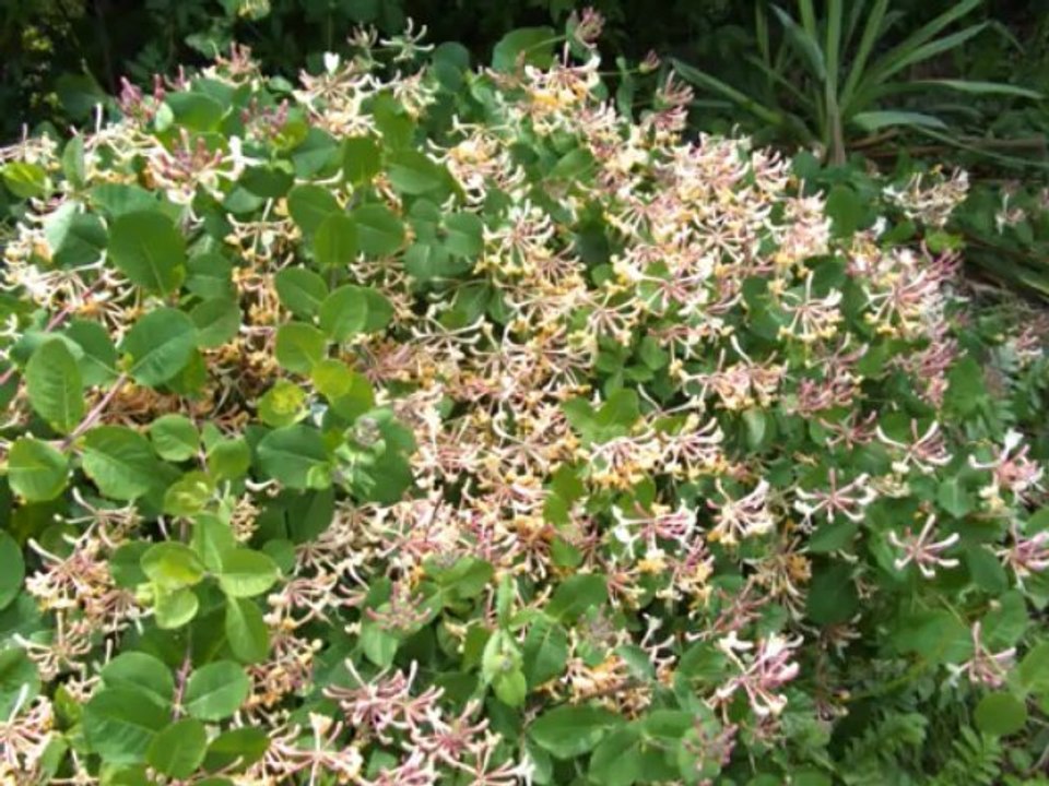 Wiosna w moim ogrodzie