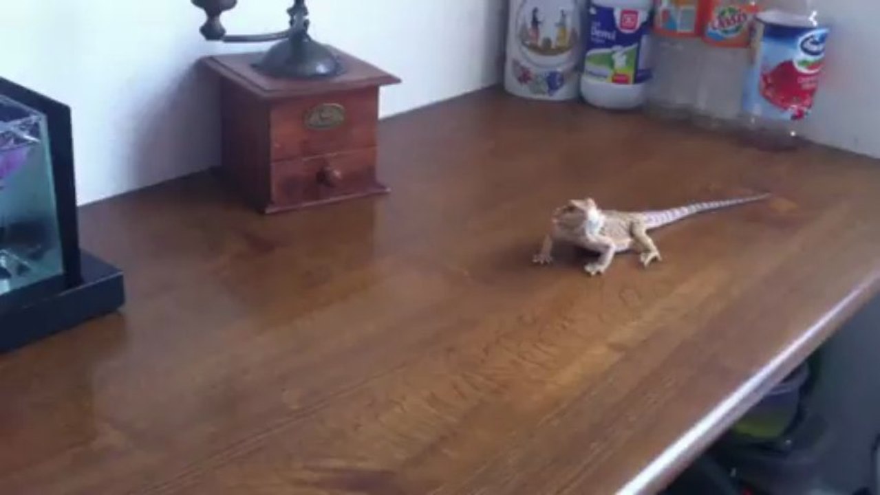 pogo