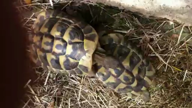 nos bb tortues [Bonne qualité, grande taille]