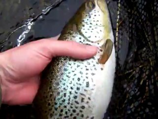 Truite d'avril bis...