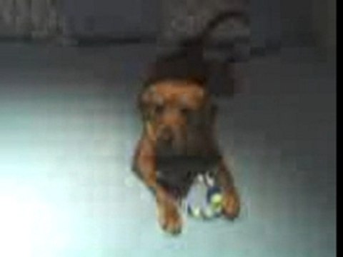 JONES qui joue a la baballe