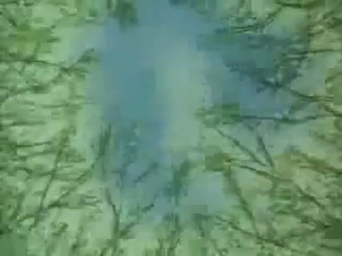 L'homme qui plantait des Arbres (Recit de Jean Giono)