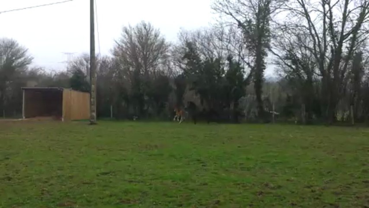 DEMOIZEL DES ETOILES