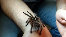 Grammostola Pulchripes