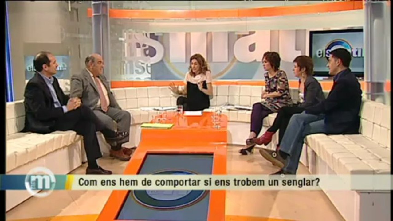 TV3 - Els Matins - Com ens hem de comportar si ens trobem un senglar?