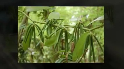 Vanilla Beans