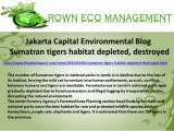 Jakarta Capital Environmental Blog  Sumatran tigers habitat depleted, destroyed