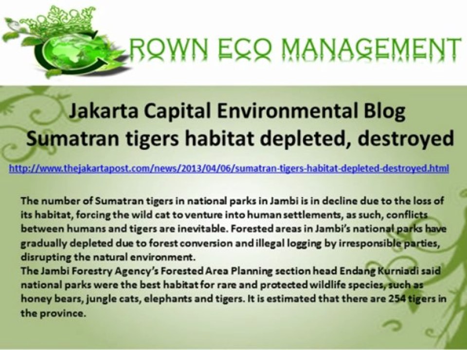 Jakarta Capital Environmental Blog  Sumatran tigers habitat depleted, destroyed