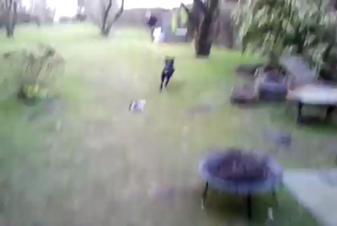 patty vs Panpan