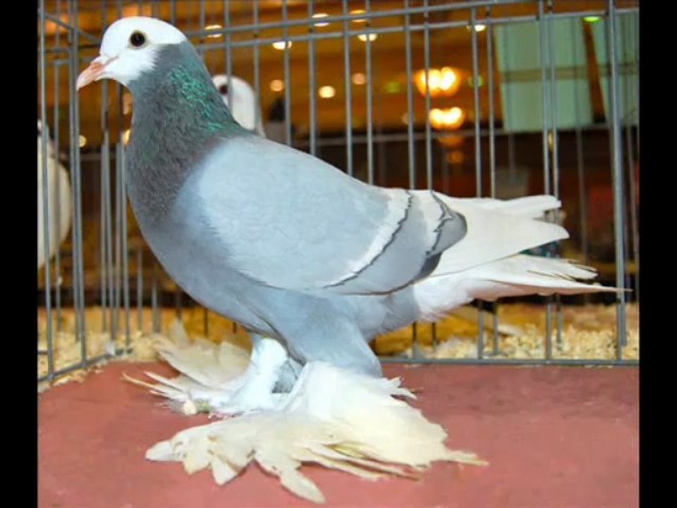 SAXON PİGEONS www.guvercintv.com www.guvercinurfa.com www.guvercinrehberi.com