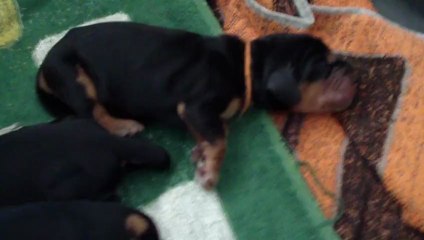 2013 04 07 Chiots 1 jour - Endormis