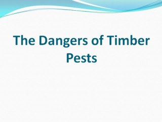 The Dangers of Timber Pests