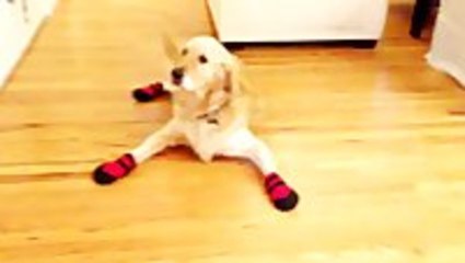 Golden Retriever Gets New Boots