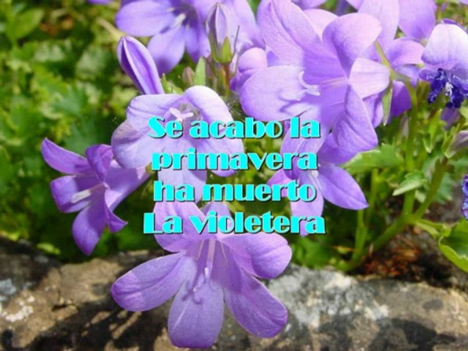 La violetera (Tributo a Sara Montiel)