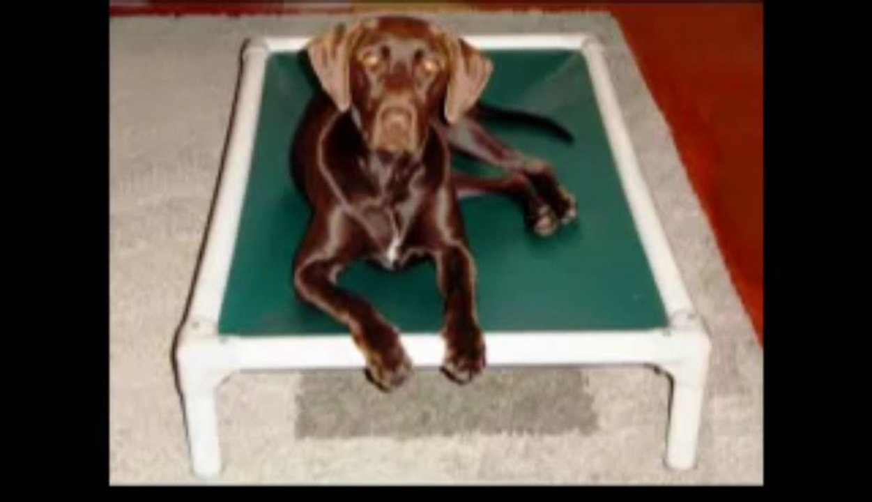 Kuranda Dog Beds-Features & Assembly