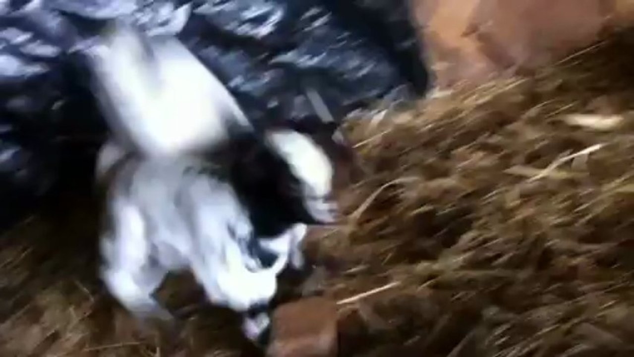 Lâché de zébulons_7avril13