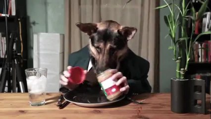 Odin, l'incroyable chien qui mange comme un homme