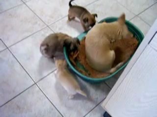 Maman chihuahua et ses bébé