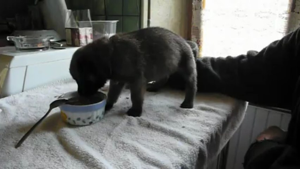 femelle mauve 1er repas