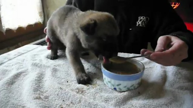 male rouge 1er repas