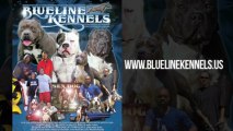 Blue Line Kennels Presents 
