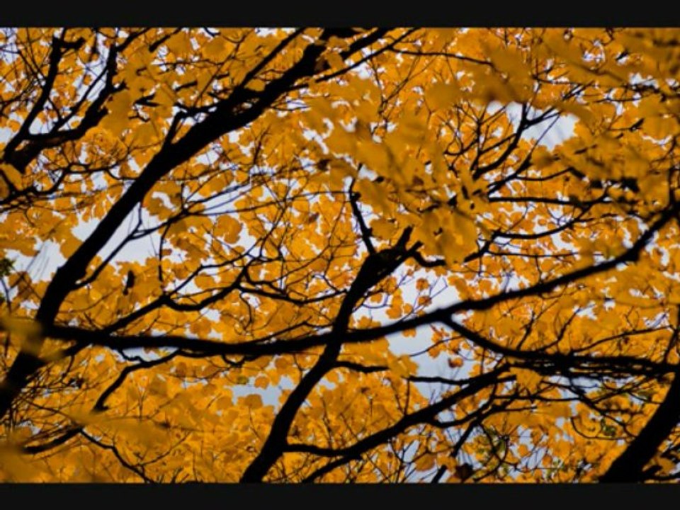 Old trees-compo