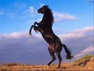 Horse that no one owns   Mika Selander