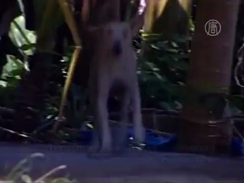 Пускать бездомных псов на сосиски хотят в Самоа