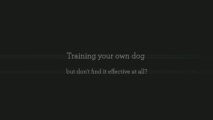 Dog Training Brisbane – Make Your Pets More Lovable | 1 300 306 887